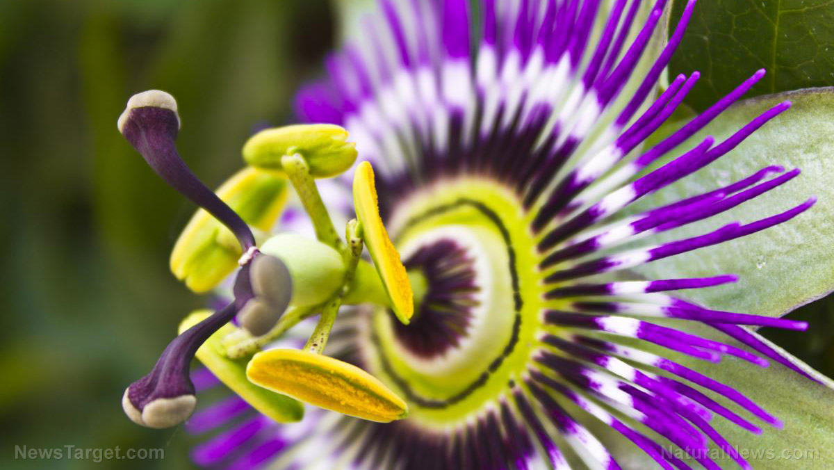 Image: Passionflower can reduce anxiety in just 30 minutes