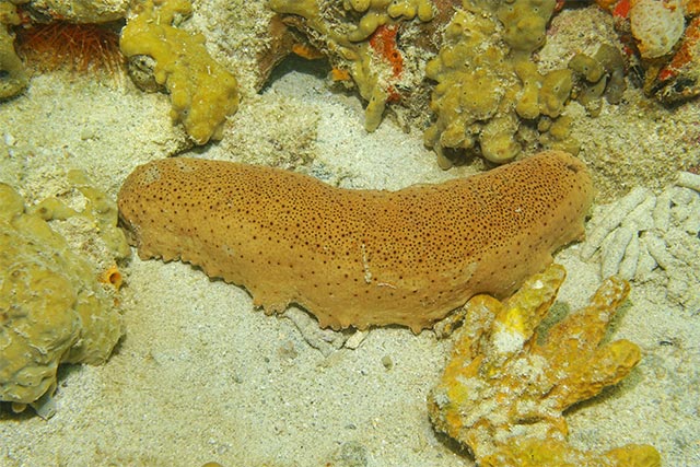 Image: Sea cucumber is a potent anti-inflammatory superfood