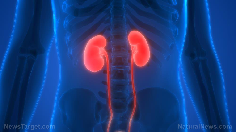 Image: Drug-free methods to protecting kidney function