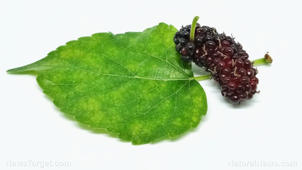 Image: Study suggests using black mulberry to naturally treat acne