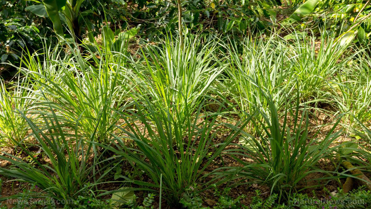 Image: The medicinal properties and uses of West Indian lemongrass