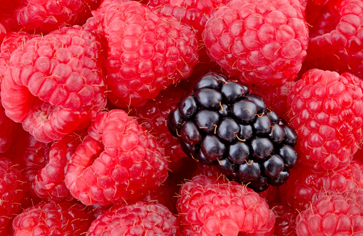 Image: Eat more berries: Anthocyanins suppress tumors, disrupt the expression of cancer genes