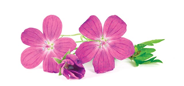 Image: Study finds geranium demonstrates antidepressant and anxiolytic properties