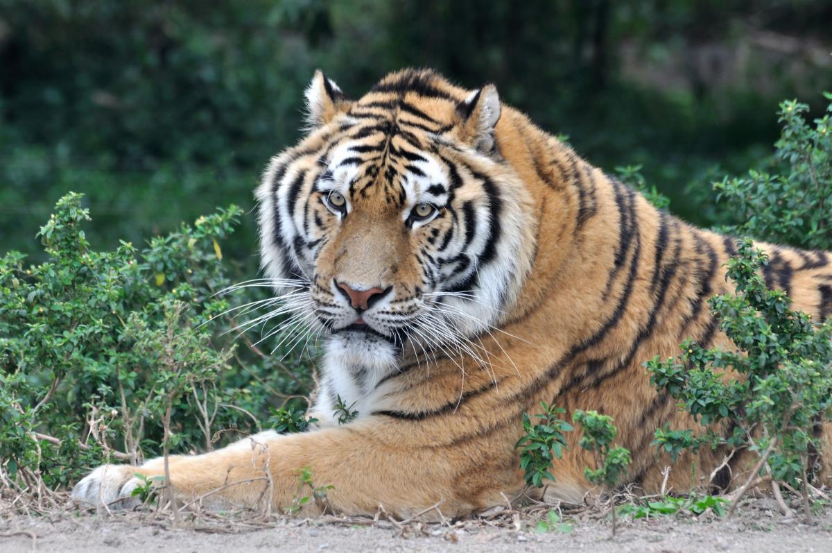 Image: Tigers found to assist farmers and livestock owners by protecting domesticated animals from other threats