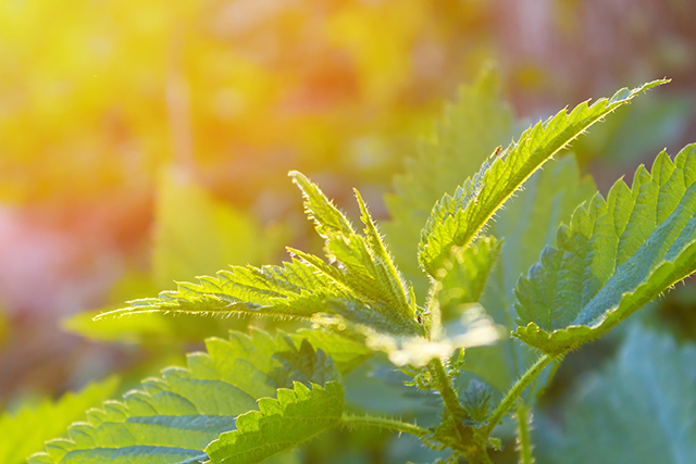 Image: Botanical study concludes the antioxidant potential of small nettle