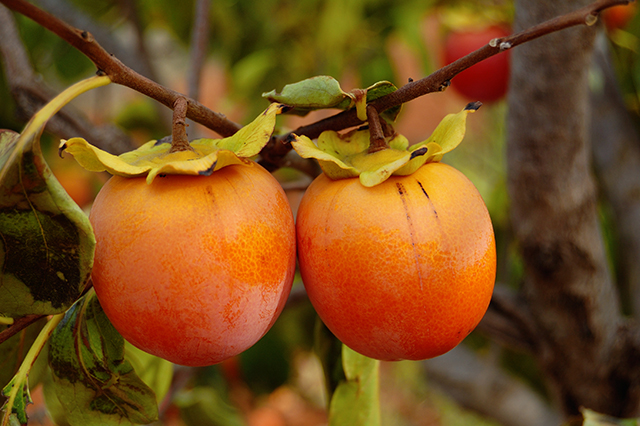 Image: The persimmon tree shows promise as a natural remedy that can improve blood circulation