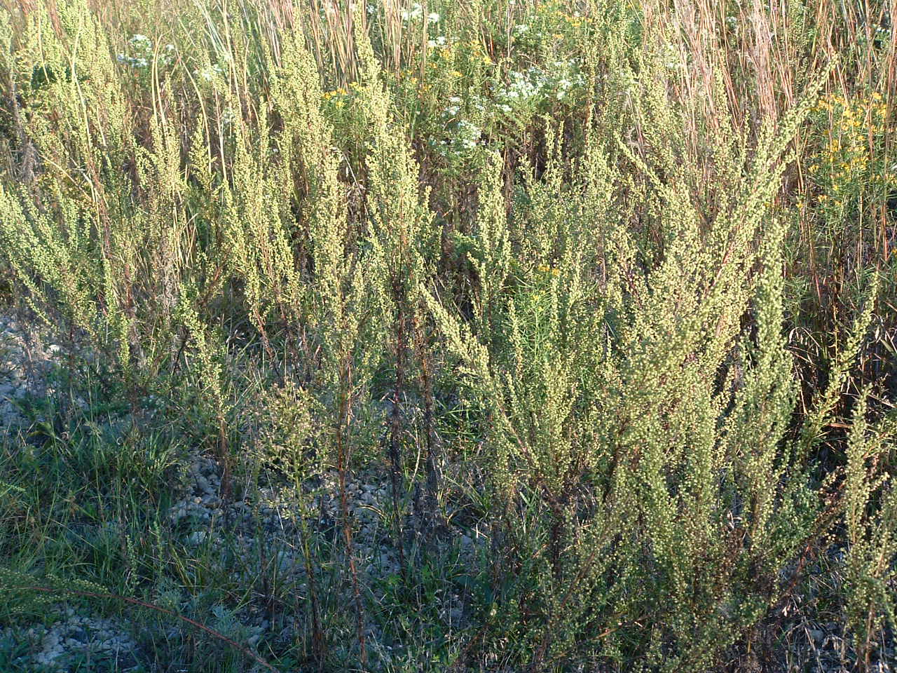 Image: Wormwood is a natural remedy for treating intestinal parasites
