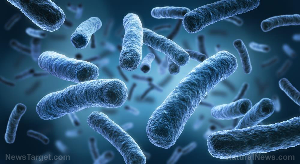 Image: Why “bastard myrobalan” may be the next natural cure for antibiotic-resistant bacteria