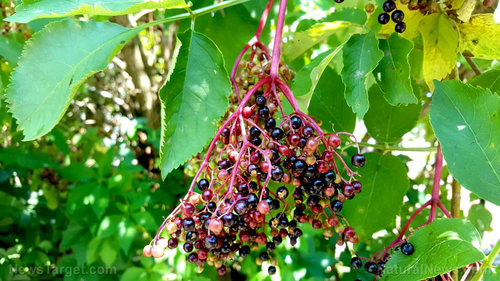 Image: Elderberries are more effective than vaccines at protecting you against colds and flu