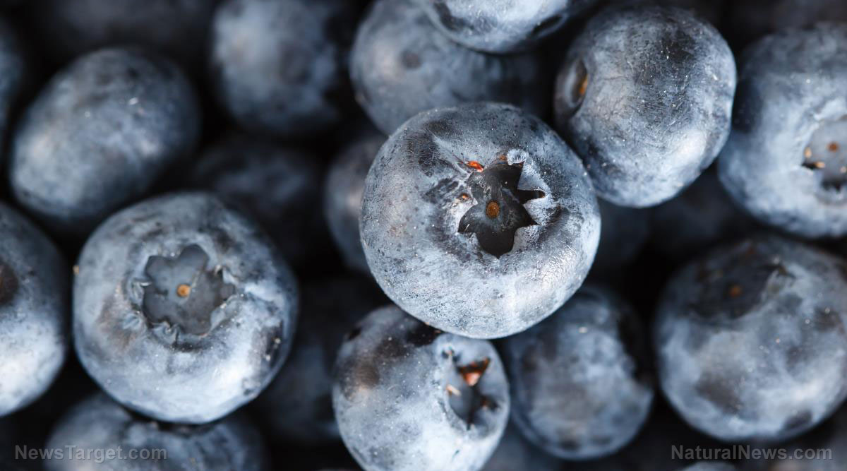 Image: Blueberries improve communication between brain cells: Study found children’s reaction times were almost 10 percent faster