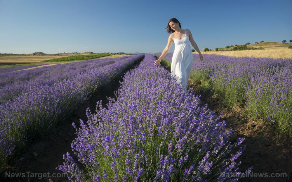 Image: The science behind how lavender is relaxing