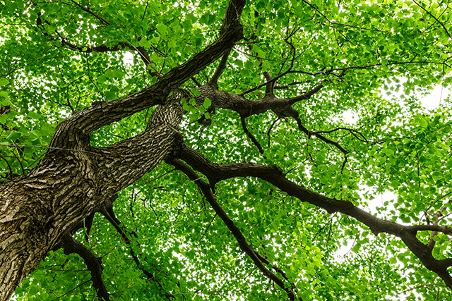 Celebrity Chef Arrested For Allegedly Attempting To Murder A Giant Tree 