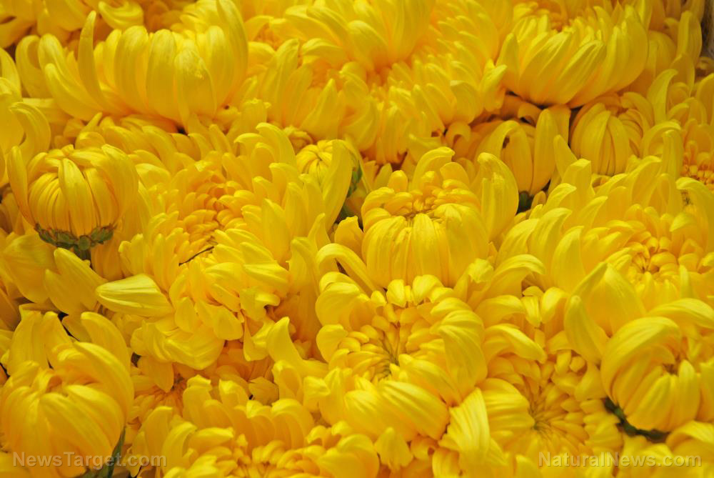 Image: Chrysanthemums hold potential for use as a natural pesticide