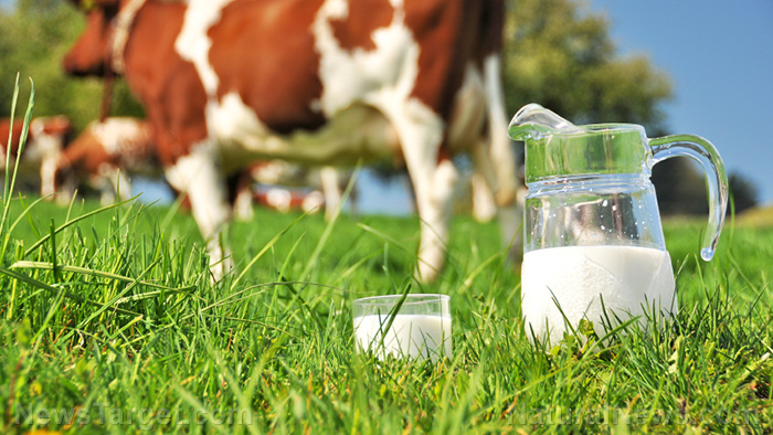 Image: Why organic is always better: Milk from grass-fed cows contain as much as 50% more omega-3s