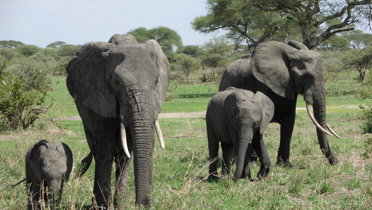 Image: Elephants have a gene that makes them resistant to cancer: Scientists find we have it too