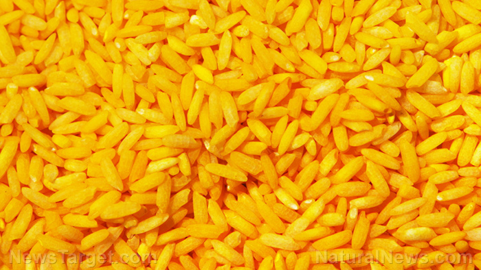 Image: GMO “golden rice” over-hyped nutrition claims dismantled by none other than the FDA