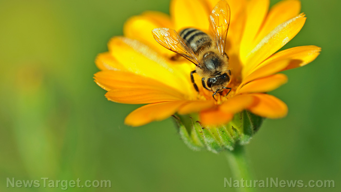 Image: Biologists: Pesticide regulations designed to protect bees are failing