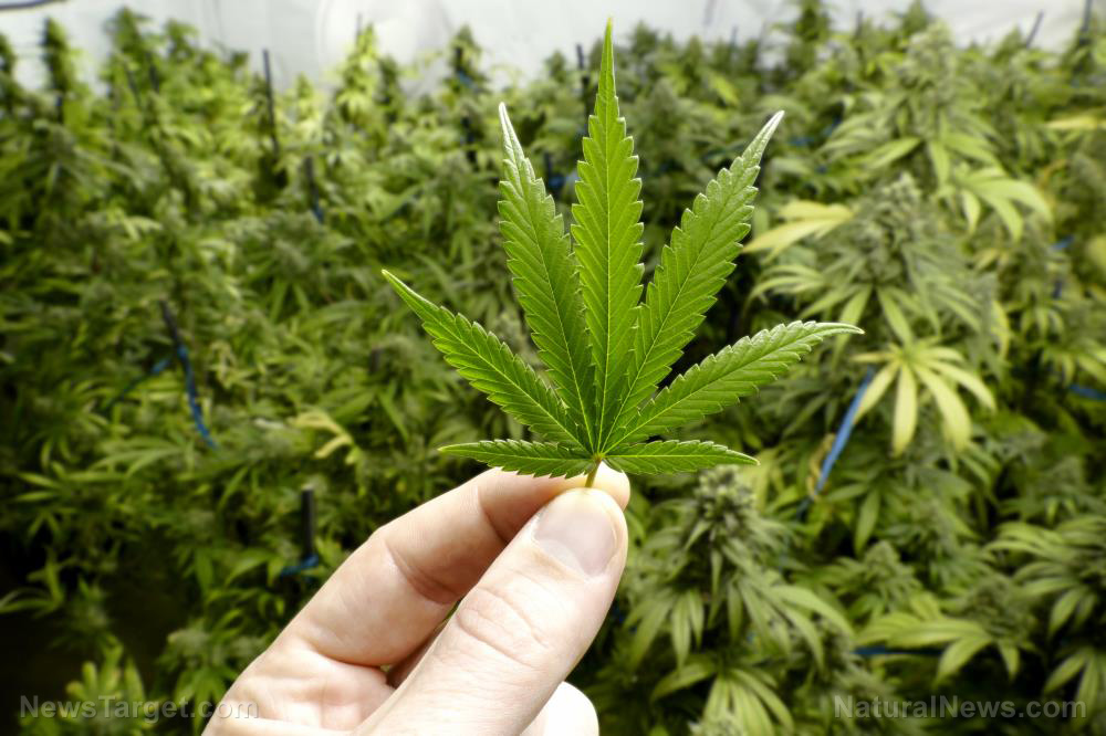 Image: Legislature in Utah overrides will of voters, scraps medical cannabis law