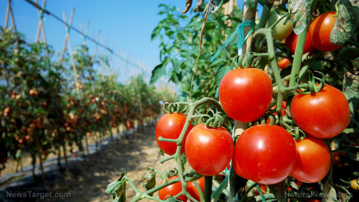 Image: Tomato plants “eavesdrop” on snails to build preemptive defenses
