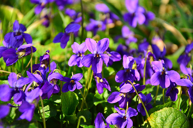 Image: Wild violets are useful plants that can help the smart prepper survive