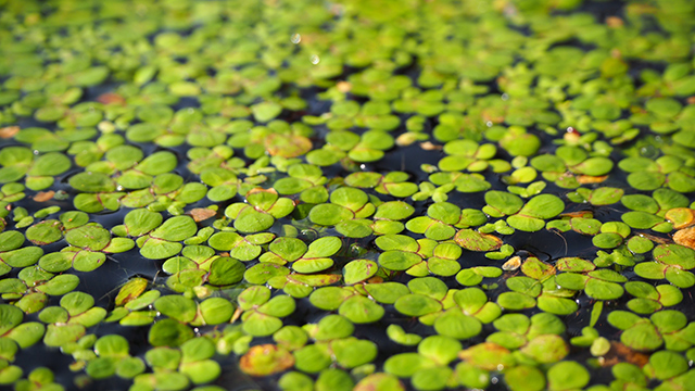 Image: Weed nutrition: Scientists explore the nutrient profile of duckweed