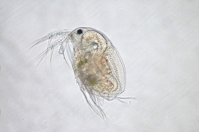 Image: Could the new type of food for astronauts be made from zooplankton? Biologists seem to think so