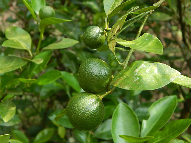 Image: Calamansi fruit from the Philippines found to be a powerful anticancer food