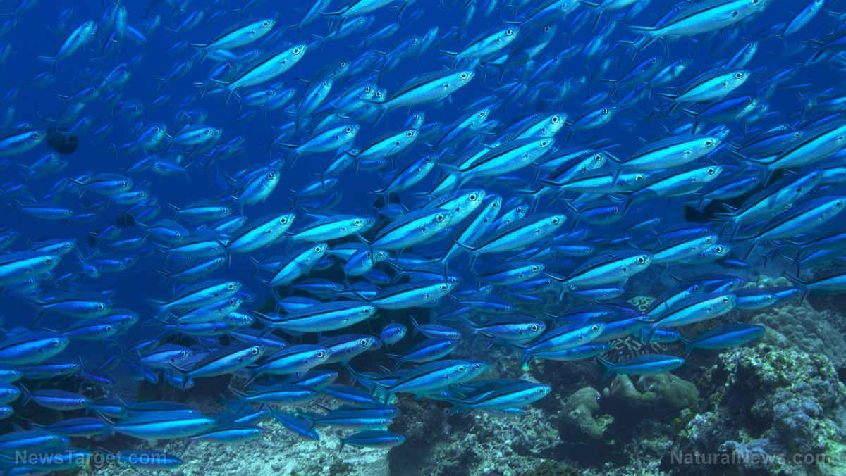 Image: Noise pollution threatening the food supply? Human-generated underwater noise found to disrupt the ability for fish to school