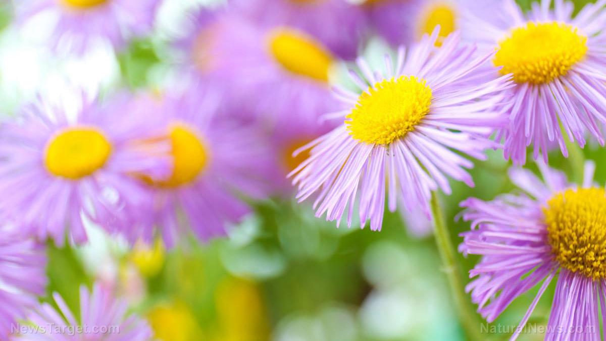 Image: Aster herb found to inhibit growth of cancer cells