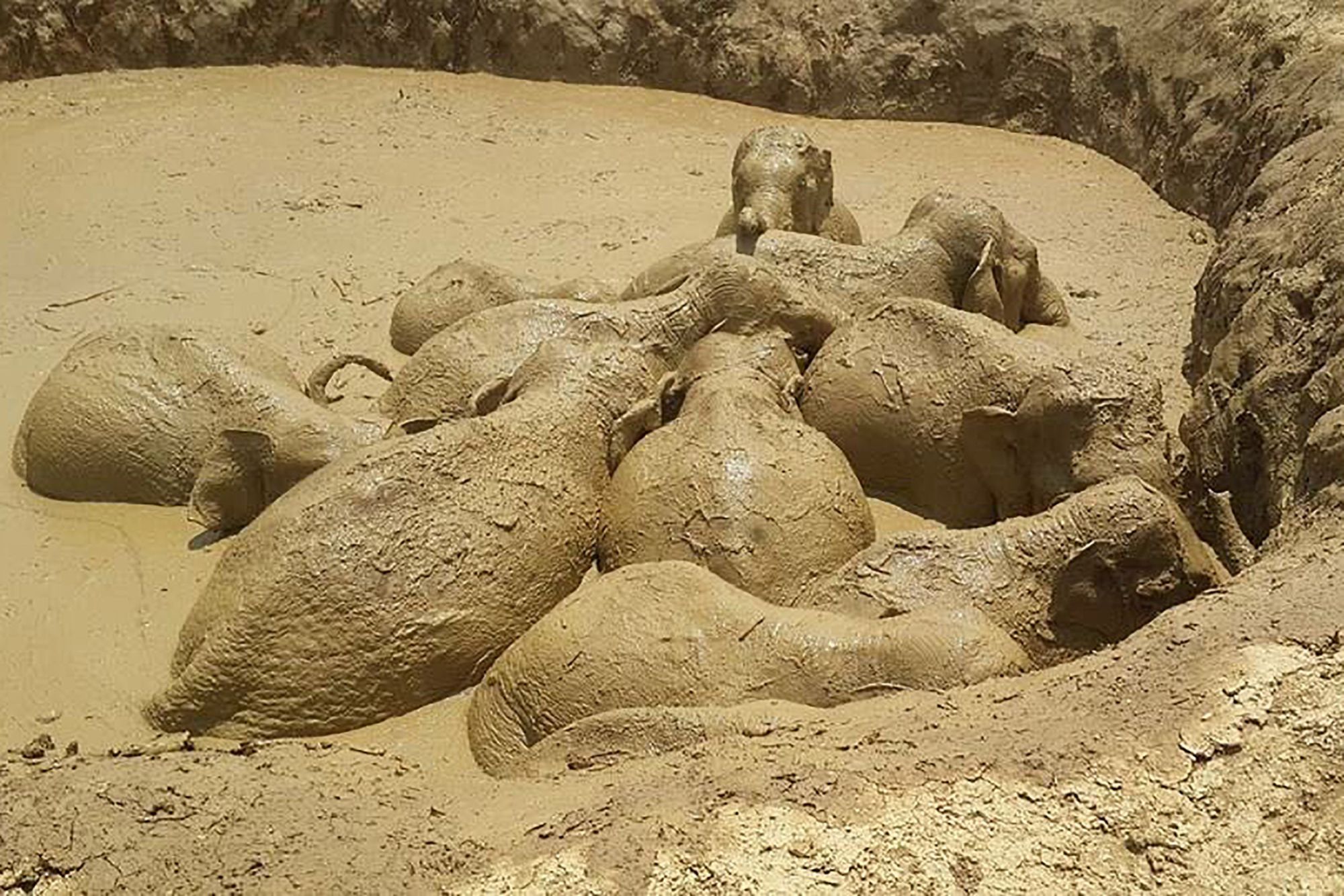 Image: Eleven Asian elephants saved from death in mud hole by grabbing ropes and cooperating with humans