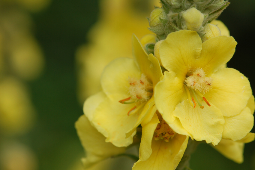 Image: Mullein: This versatile herbal remedy has many amazing health benefits, from reducing swelling to treating inflammatory diseases