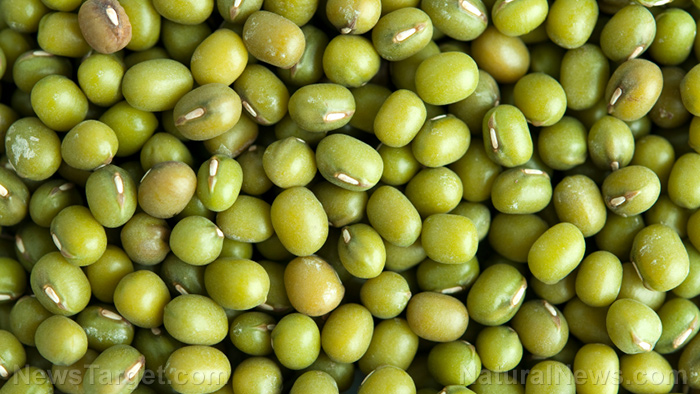 Image: Understanding the many biological activities of mung beans