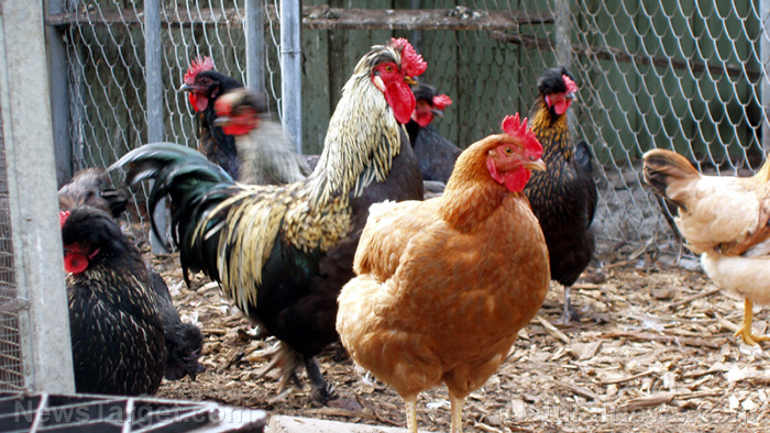 Image: Chickens that drink untreated water don’t grow as fast as poultry given clean water