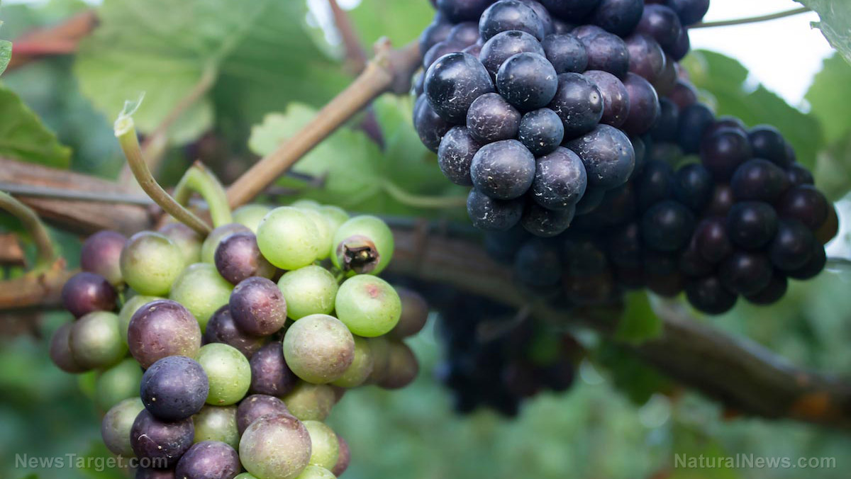 Image: Grapes have long been hailed as the “food of the gods” … they contain powerful antioxidants that protect your health