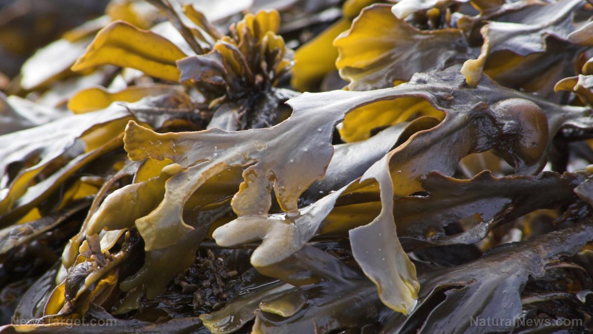 Image: New environmentally friendly sunscreen could soon be made from seaweed