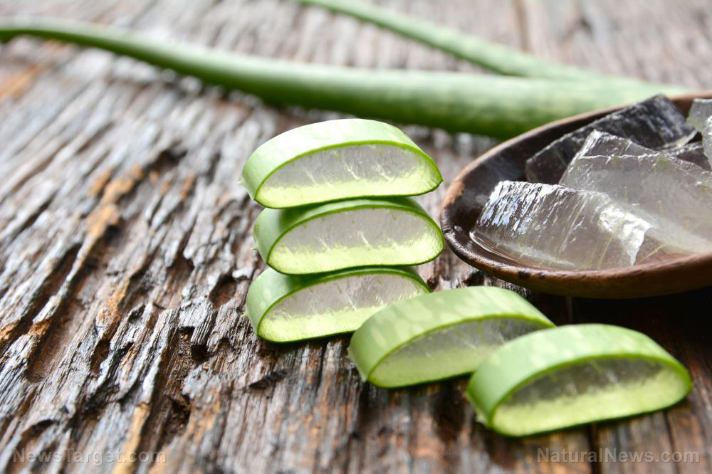 Image: Can aloe vera be used to treat sepsis?
