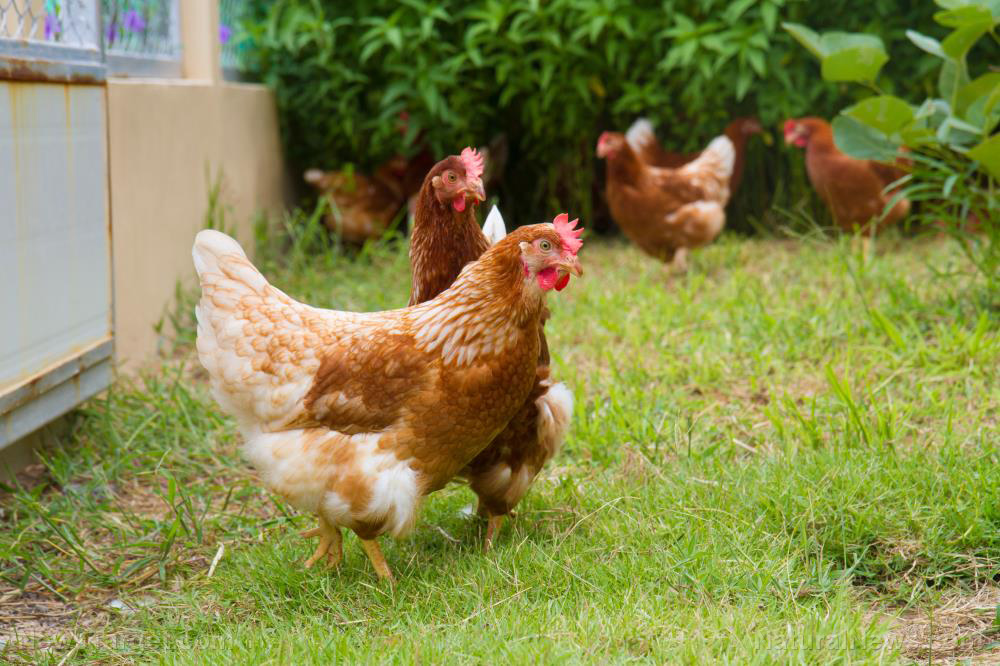 Image: The best chicken breeds to keep in your back yard if you live in the city