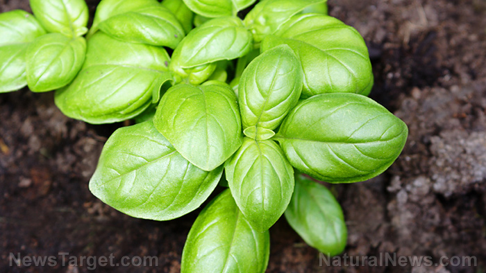 Image: Basil is a healthy, minty treat – especially for those looking to cut back on their cholesterol levels