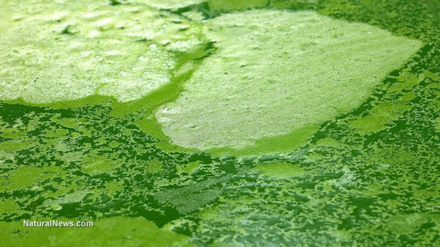Image: It’s a simple chain of cause-and-effect: Toxic green algae in Florida is the result of man-made pollution