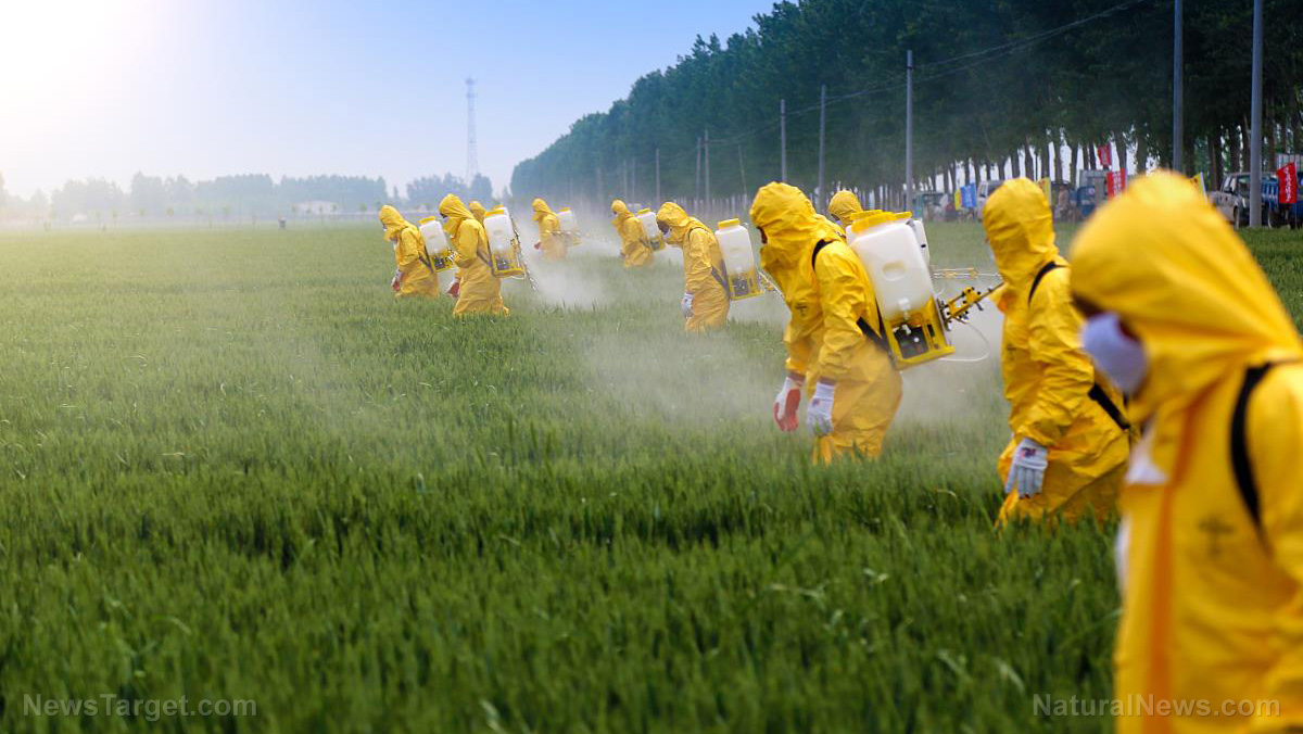 Image: A peek behind the (toxic) curtain: Here’s why glyphosate is sprayed on food crops before harvest