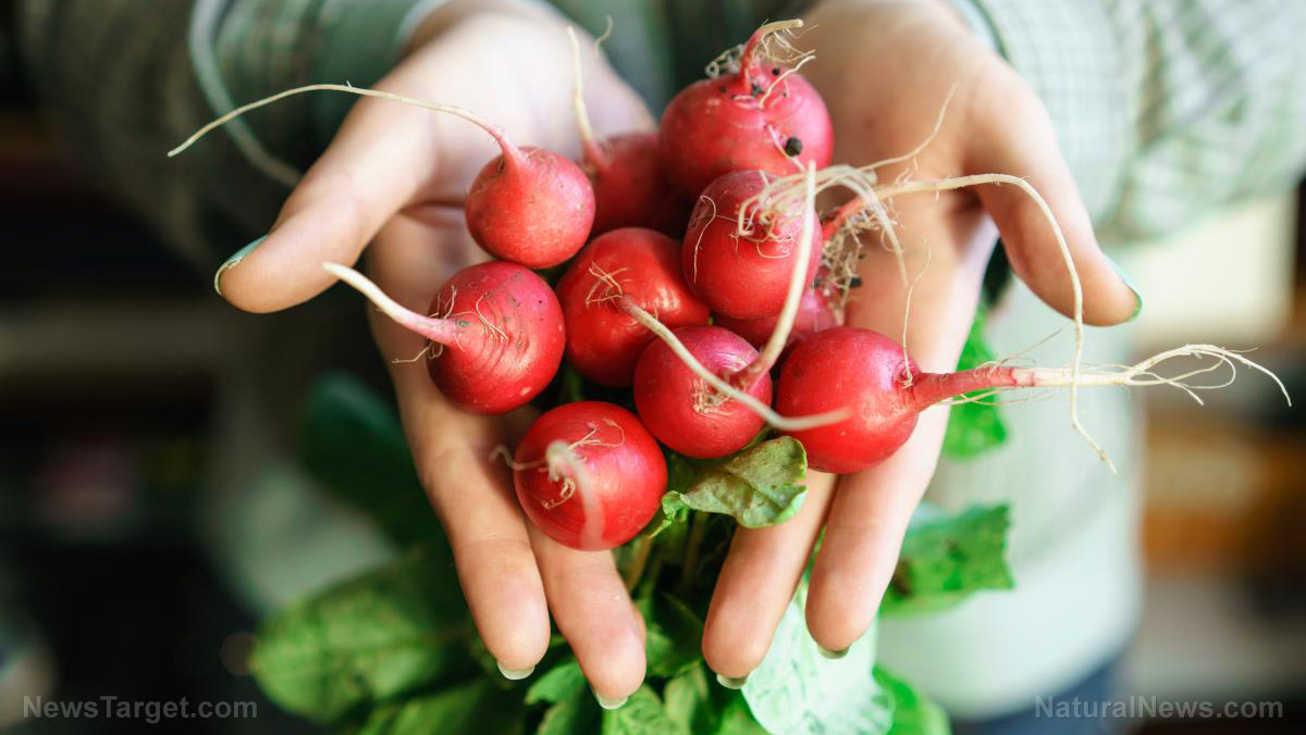 Image: A place for the radish at your dinner table: The vegetable can help manage symptoms of diabetes and even cancer