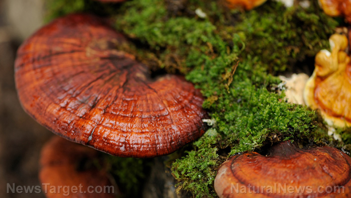 Image: Reishi mushrooms can reduce cholesterol, prevent cellular damage