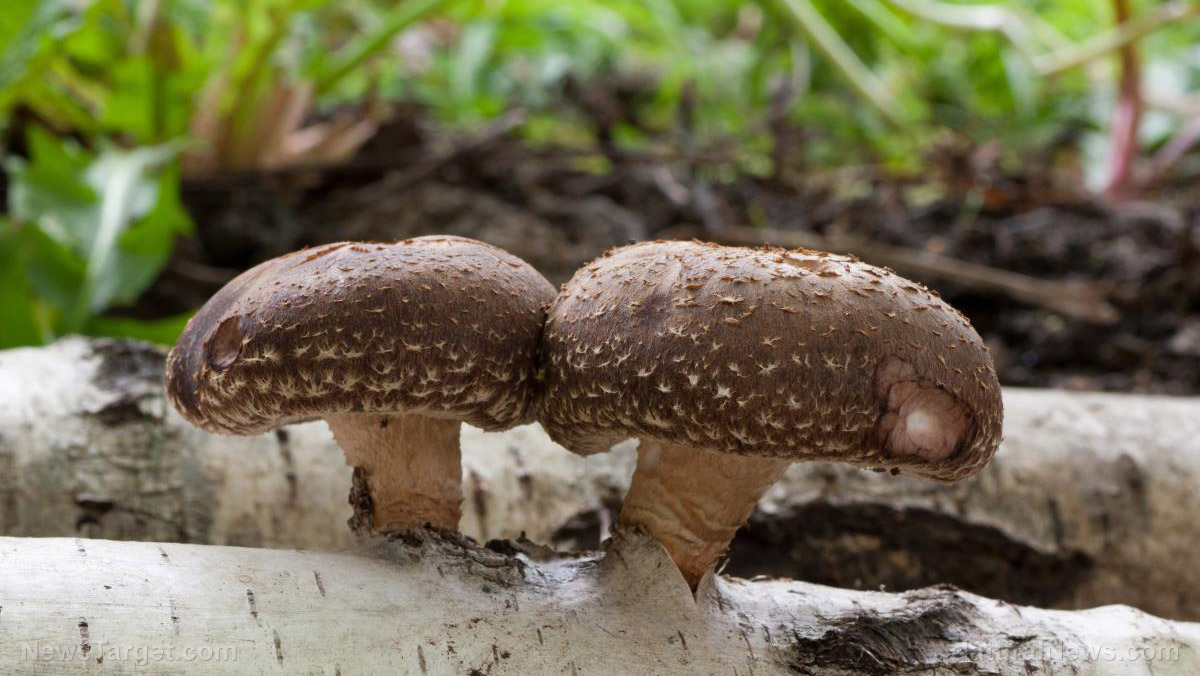 Image: Shiitake mushrooms are a powerful medicinal superfood