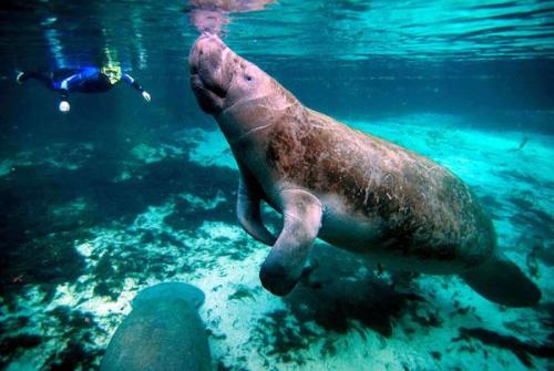 Image: Florida’s manatees are dying at an alarming rate, and humans are responsible