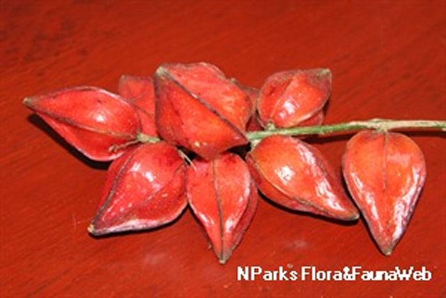 Image: Antioxidant-rich belimbing dayak, a Malaysian fruit, can help lower bad cholesterol