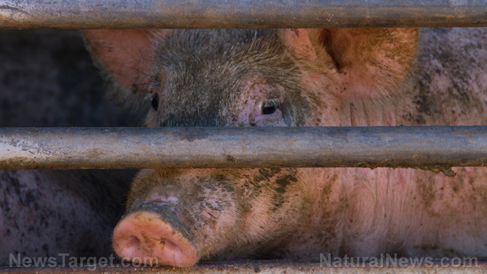 Image: Factory farming is out of control in Iowa, devastating resources: Over 50 groups are demanding limits