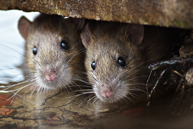 Image: Scientists study the unique reproductive system of the African pouched rat, a clever animal used to detect land mines and tuberculosis