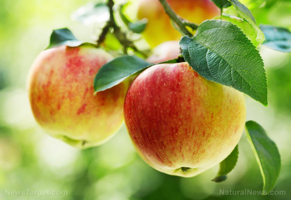 Image: Apple extract can promote stem cell regeneration and help maintain homeostasis