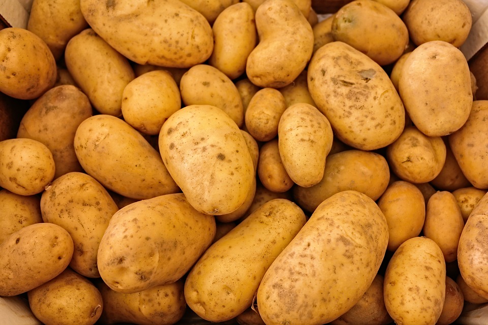 Image: Get your potatoes fresh: Processing them means you lose up to HALF their nutrients