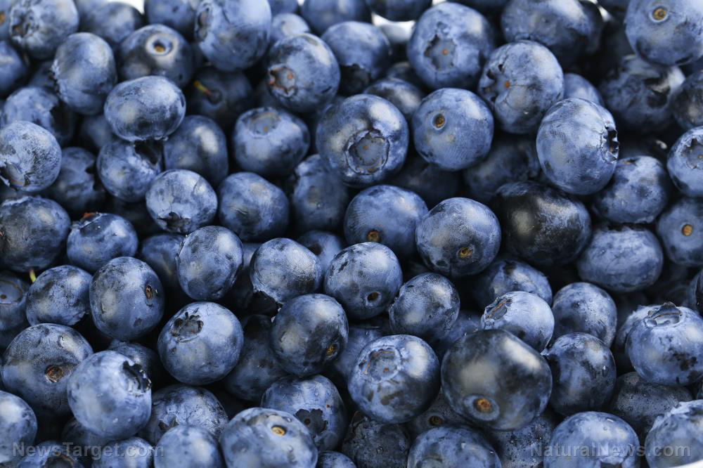 Image: Blue is good for the blood: Study finds eating blueberries improves blood vessel function
